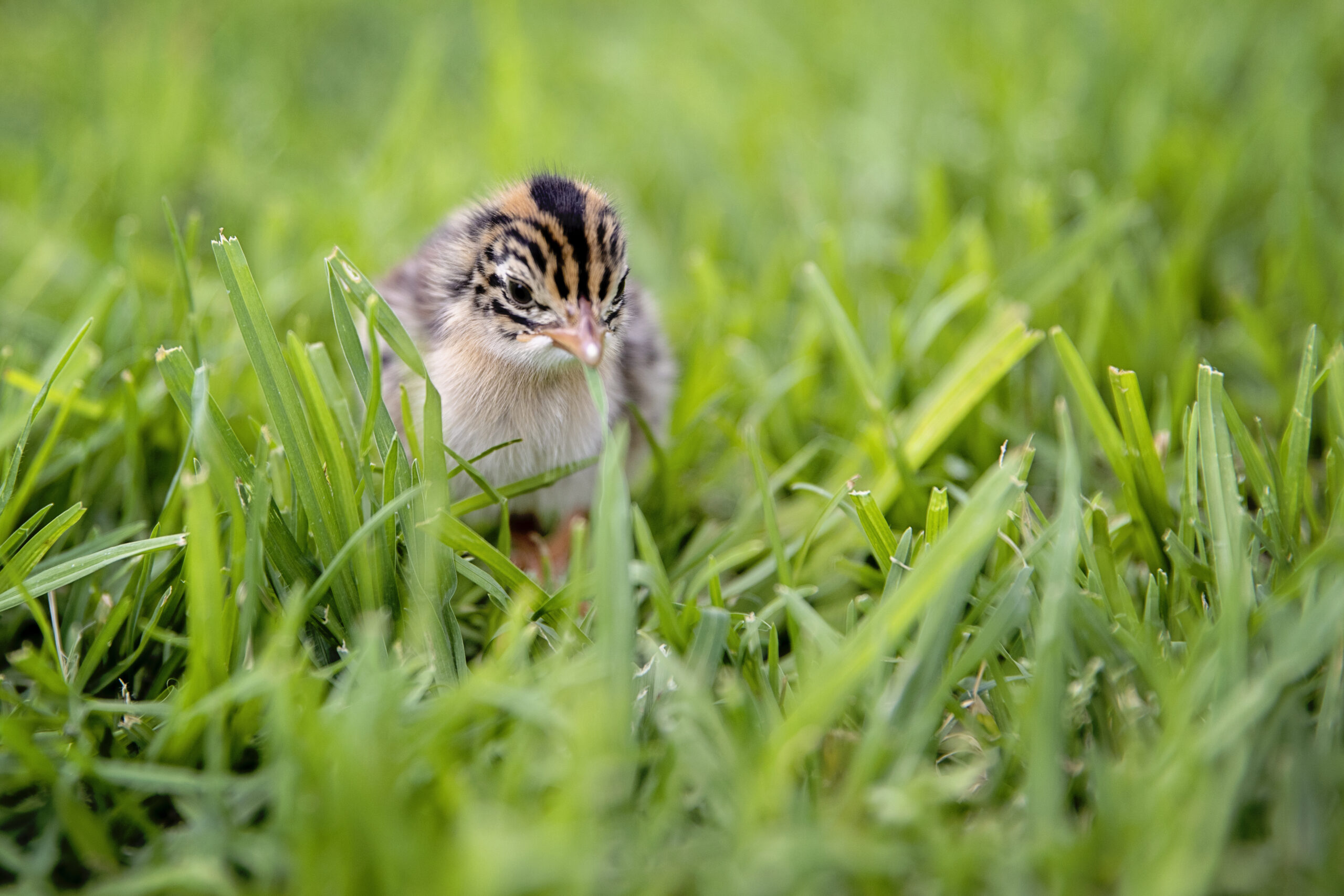 Domo Domini Accommodation